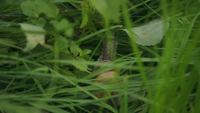 Edible brown shelled snail hides in long green grass from predators
