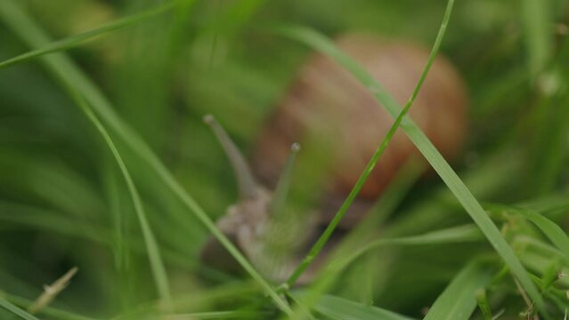 Searching tentacle eyes of brown edible snail in soft focus green grass