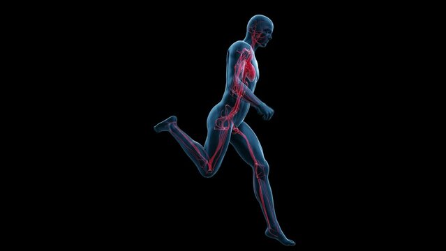 3d rendered medical animation of  the vascular system of a running man