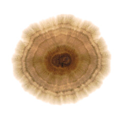 Mycelium fungus, Fusarium euwallaceae. Macro. Isolated on a white. Background. Texture