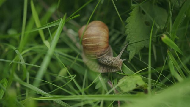 Slow moving edible snail in grass with ornate
 spiral whorl shell 
