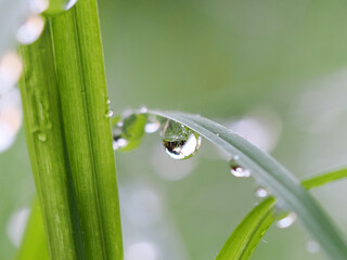 Drop of dew on a green blade of grass