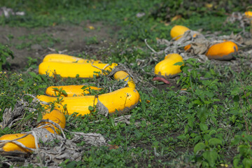 Pile of the organic yellow vegetable marrows or zucchini courgette growing in the unprocessed land of personal farm.