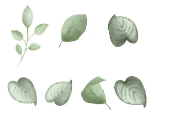 Set of green leaves, collection for any design.