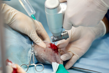 In a modern veterinary clinic, an operation is performed on an animal on the operating table in close-up. Veterinary clinic.