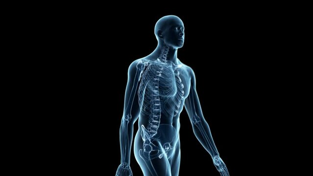 3d rendered medical animation of  a walking man with visible skeleton