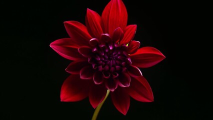 ダリアの開花のタイムラプス動画