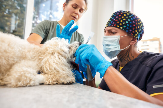 Veterinary and animal care. Doctor inserting Tracheal tube helping the dog. High quality photo