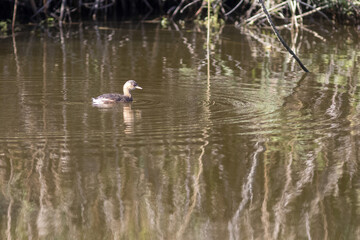 Juvenile Little Grebe or Dabchick, Tachybaptus ruficollis, on a lake in the south of France