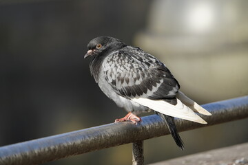 City doves or City pigeons (Columba livia f. domestica).
