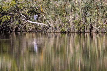 Grey heron, ardea cinerea, perched on a branch beside a lake in the south of France