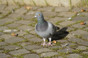 City doves or City pigeons (Columba livia f. domestica).