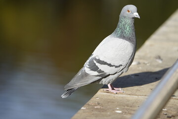 City doves or City pigeons (Columba livia f. domestica).