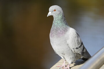 City doves or City pigeons (Columba livia f. domestica).