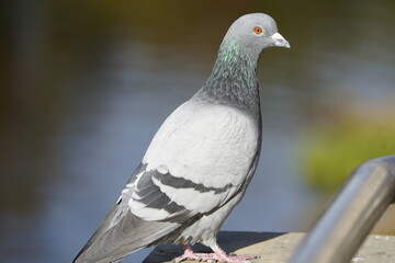 City doves or City pigeons (Columba livia f. domestica).
