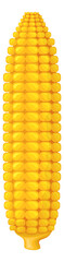 Golden corn ear. Realistic maize seed cob
