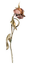 hand painted rose withering rose