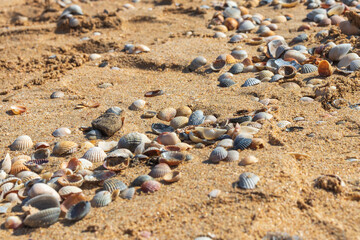 Sea shells on sand. Summer beach background. Top view