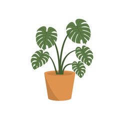 Illustration graphic of plant montsera borsigiana. Perfect for flyer, social media, etc.