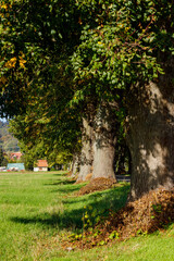 Avenue of Trees 