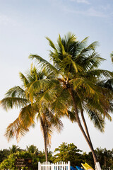 palm trees on the beach