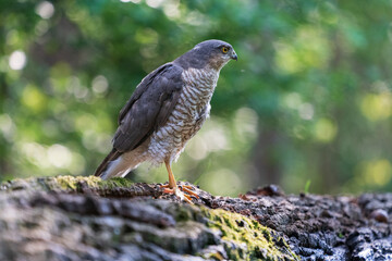 Eurasian sparrow hawk (Accipiter nisus)