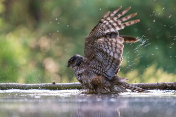 Eurasian sparrow hawk (Accipiter nisus)