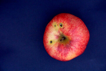 Fresh red organic apple on dark blue background