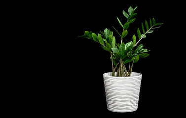 houseplant in a pot Zamioculcas on a black background