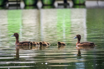 Tufted duck Family swims with their ducklings in green lake water.