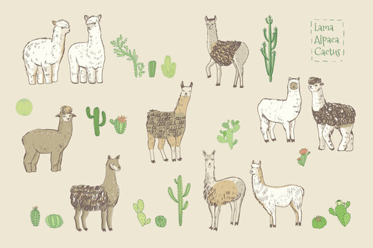 Lama alpaca animal vector illustrations set.