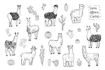 Fototapeta premium Lama alpaca animal vector illustrations line set.