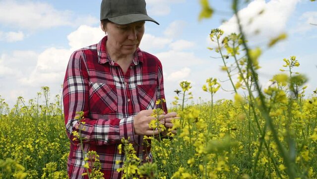 Female farmer examining rapeseed crops for tropinota hirta beetle pests