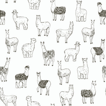 Lama alpaca animal vector seamless pattern.