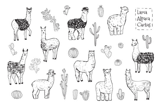 Lama Alpaca Animal Vector Illustrations Line Set.