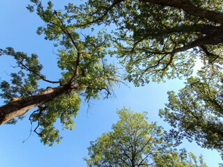 low angle shot of treetop