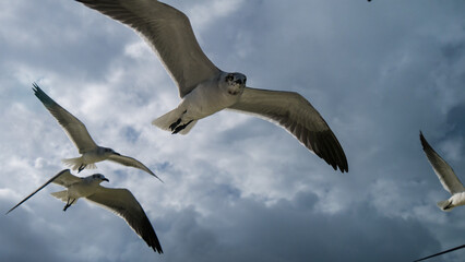 seagulls flying in the blue cloudy sky with sunbeems, going forward
