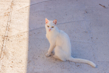 A white kitten walks on the street