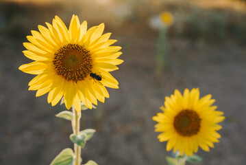 Girasoles con insecto. Flor de girasol con abeja. Puesta de sol. Atardecer entre girasoles.