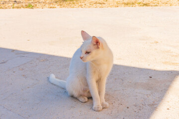 A white kitten walks on the street