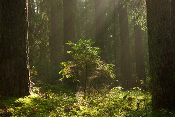 Closeup of a forest flooded with sun rays, the grass and oaks around