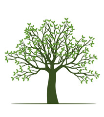 Obraz premium Shape of Spring Tree with Leaves. Vector outline Illustration. Plant in Garden.