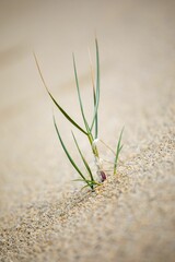 Closeup shot of a single stalk of grass growing in a sand dune