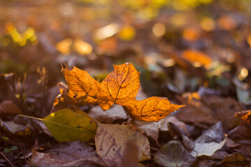 a fallen maple leaf in gold and orange that glows brightly due to the sunlight passing through it with a background with circles of bokeh
