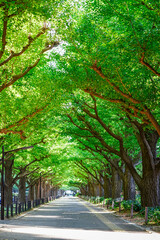 秋晴れの朝 神宮外苑イチョウ並木（東京都港区）