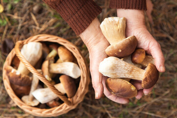 Mushrooms in mushroom picker hand close up, macro in sunlight. Mushroomer with wild forest porcini mushroom harvest in basket, top view © Viktor Iden
