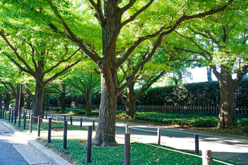 Obraz premium 秋晴れの朝 神宮外苑イチョウ並木（東京都港区）