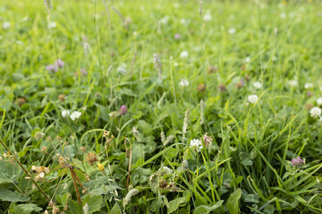 Blossom alpen meadow with spikelets, green grass, clover, different flowers, texture, closeup, blur. Idyllic nature background with alpen field.