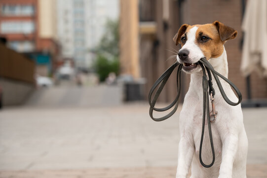 Lonely abandoned Jack Russell Terrier holds a leash in his mouth. Dog lost in the outdoors - Powered by Adobe