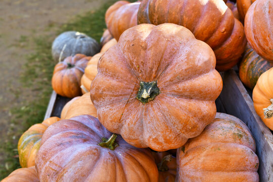 Large orange 'Musquee de Provence' pumpkins. Also called Fairytale pumpkin
